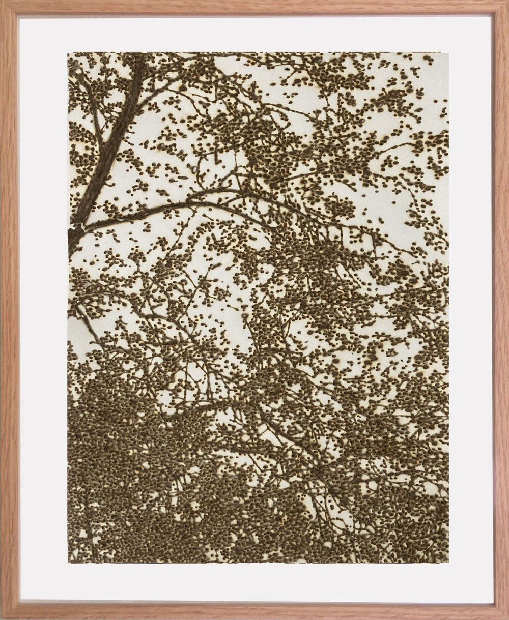 Les bourgeons